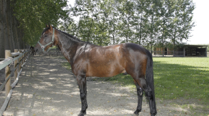 Si Varenne, na itinuturing na pinakamahusay na trotting horse sa lahat ng panahon, ay pumanaw sa edad na 31
