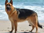 German Shepherd nakaligtas sa dalawang oras na pagsubok sa North Sea