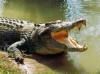 Higanteng reptilya wears kasal damit para sa kakaibang Mexican seremonya