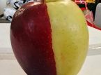 Ang bihirang chimera apple ay naging isang magdamag na sensasyon sa New Zealand