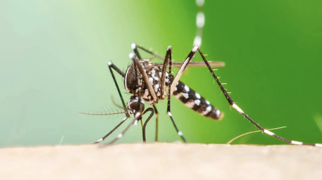 Ang sakit na kilala bilang panganib ng Chikungunya ay lumalawak sa buong Europa habang umiinit ang klima, nagbabala ang pag-aaral