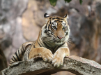 Nakatakas na tigre, na pinaniniwalaang pag-aari ng German 'Tiger Queen', binaril ng mga pulis matapos saktan ang 72-taong-gulang na lalaki