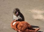 US nationals arestado dahil sa pagtatangkang pumasok sa enclosure ng Punch the monkey