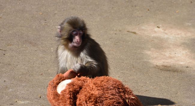 US nationals arestado dahil sa pagtatangkang pumasok sa enclosure ng Punch the monkey