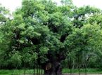 Ang maalamat na Major Oak ni Robin Hood, namatay pagkatapos ng higit sa 1,000 taon